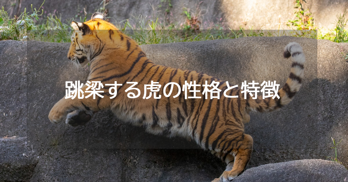 跳梁する虎の性格と特徴