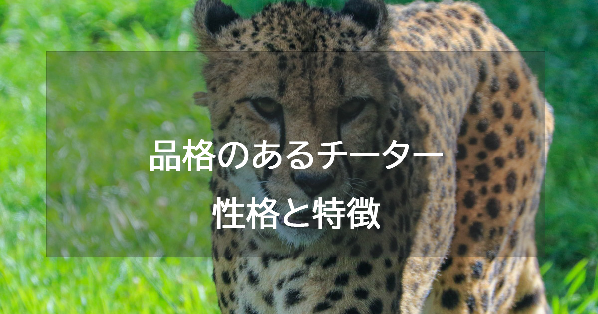 品格のあるチーター(シルバー)の性格と特徴・恋愛相性