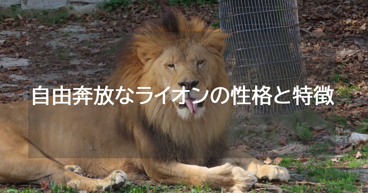自由奔放なライオンの性格と特徴