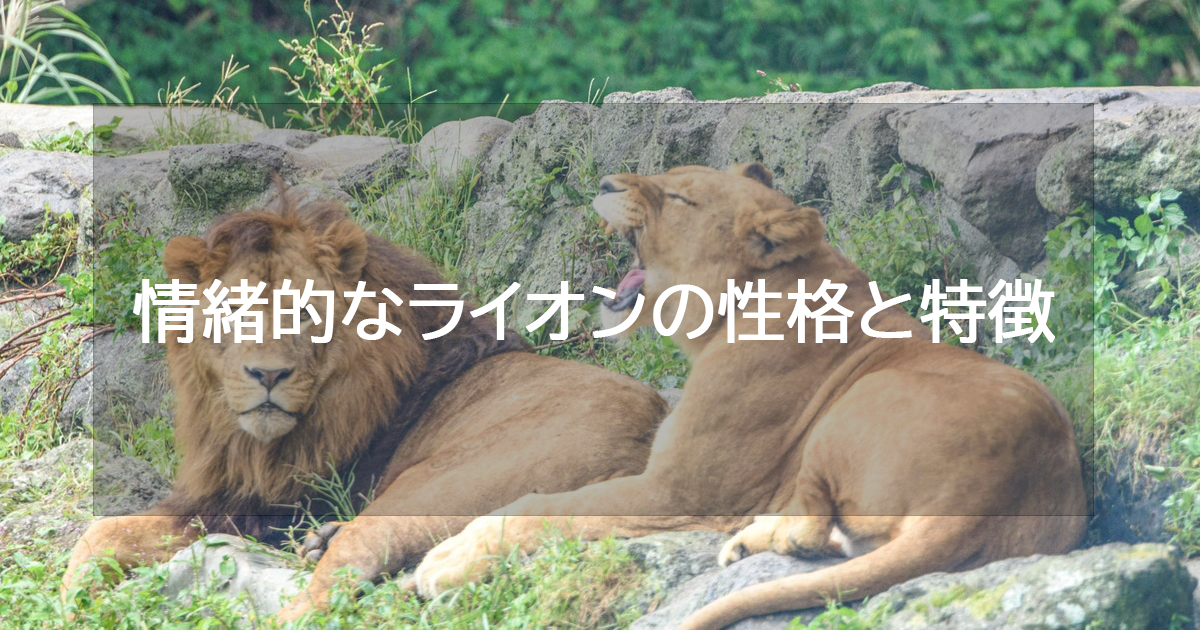 情緒的なライオンの性格と特徴