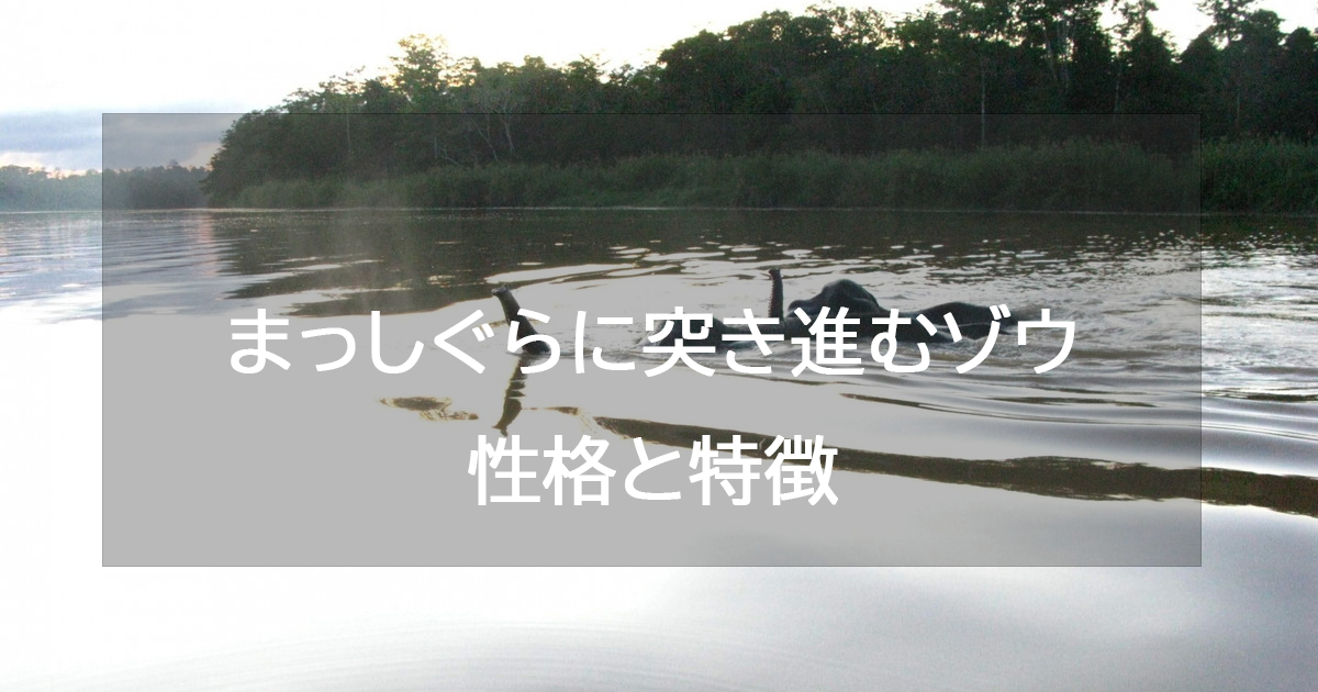 まっしぐらに突き進むゾウ(ゴールド)の性格と特徴・恋愛相性