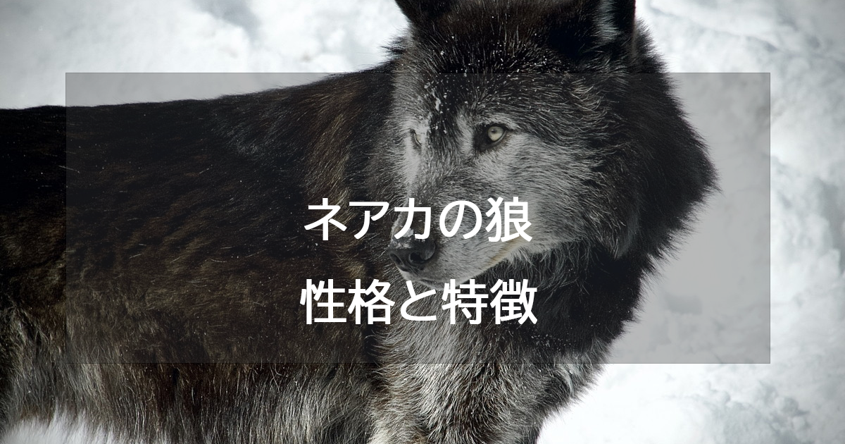 ネアカの狼(レッド)の性格と特徴・恋愛相性