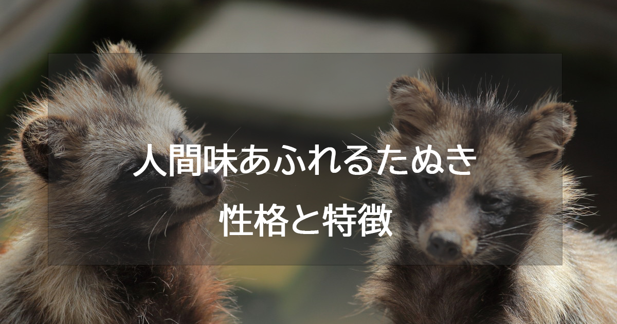 人間味あふれるたぬき(ゴールド)の性格と特徴・恋愛相性