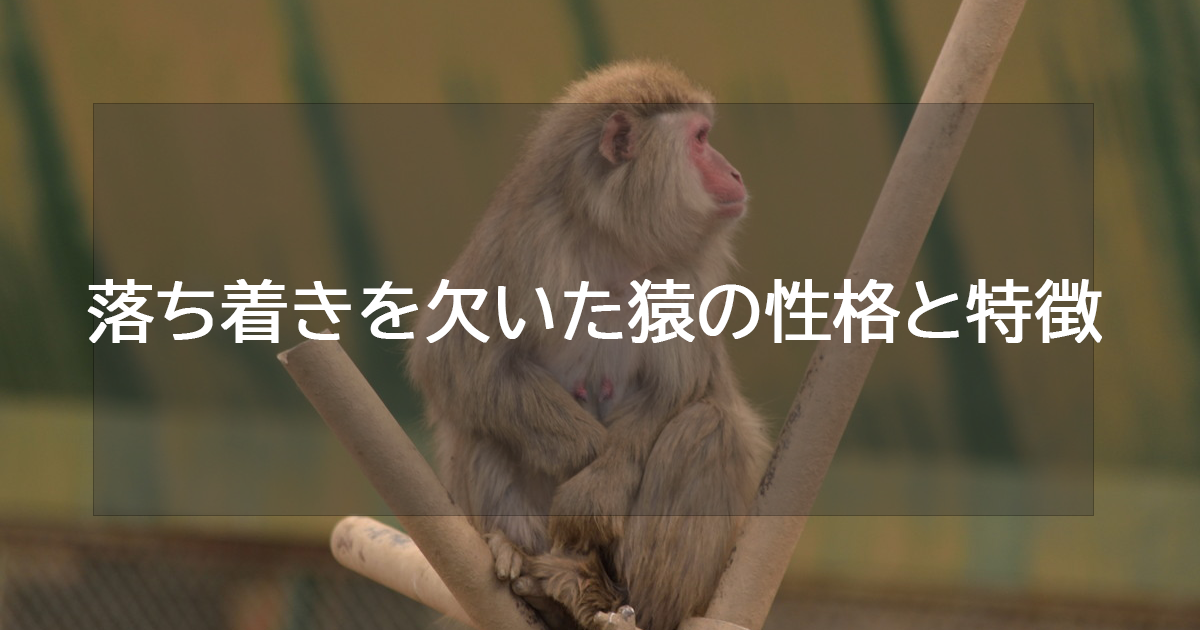 落ち着きを欠いた猿の性格と特徴