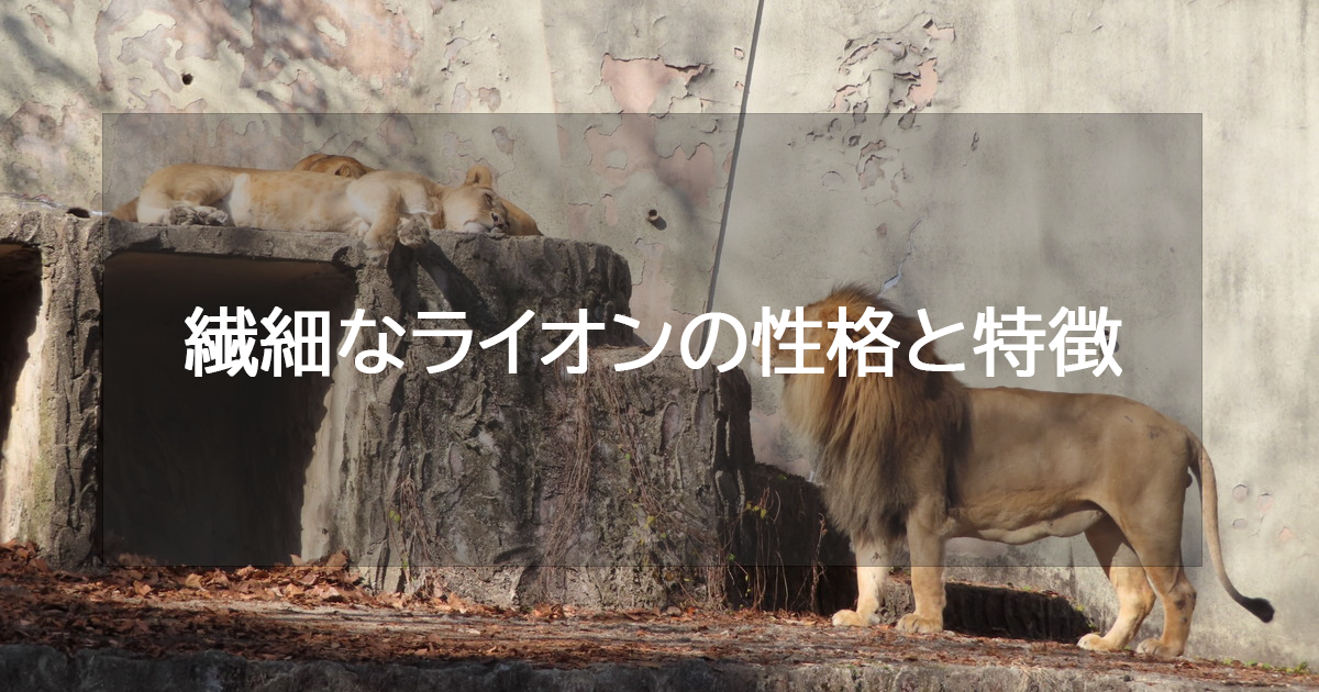 繊細なライオンの性格と特徴