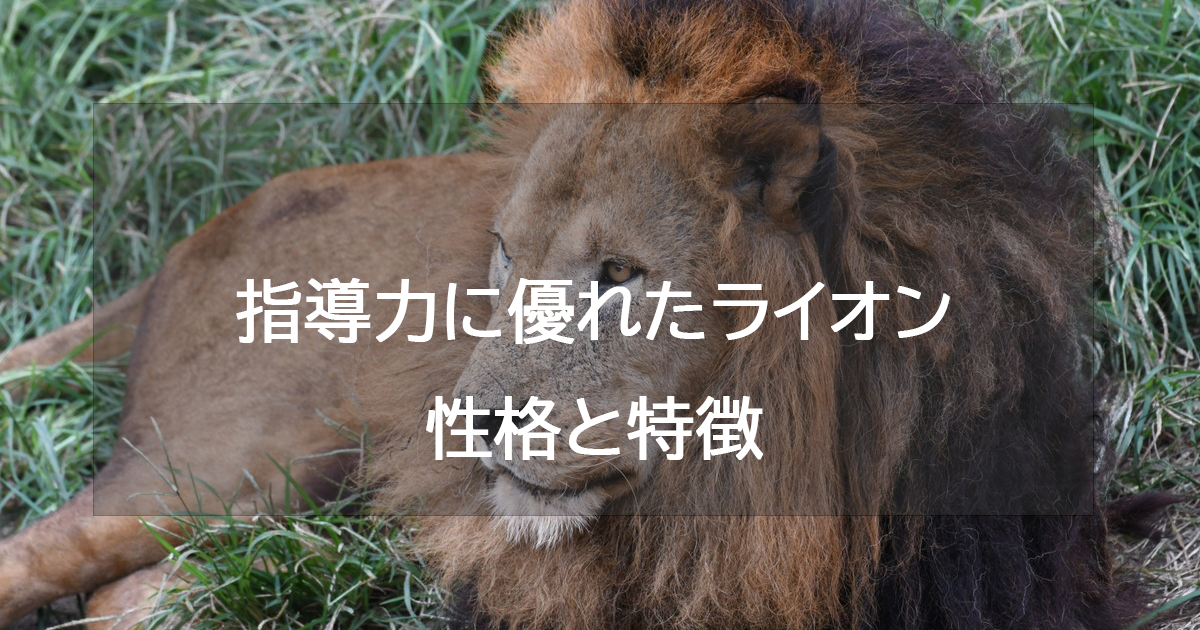 指導力に優れたライオンの性格と特徴