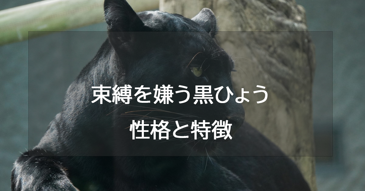 束縛を嫌う黒ひょう(ブルー)の性格と特徴・恋愛相性