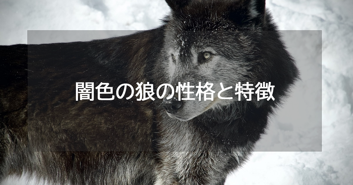 闇色の狼の性格と特徴