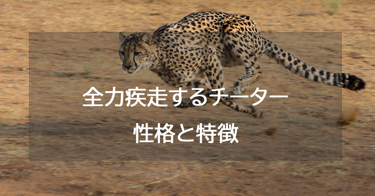 全力疾走するチーター(ゴールド)の性格と特徴・恋愛相性